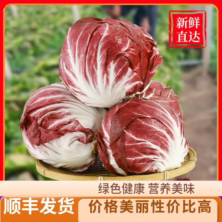 新鲜红菊苣（红绣球）健身沙拉食材低卡蔬菜红叶包菜1/5斤