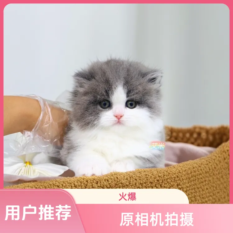 精品蓝白米努特拿破仑小短腿爆毛超甜猫猫