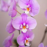 朝暮里蝴蝶兰【安娜】(3.0寸）带花带花苞开花珠发货