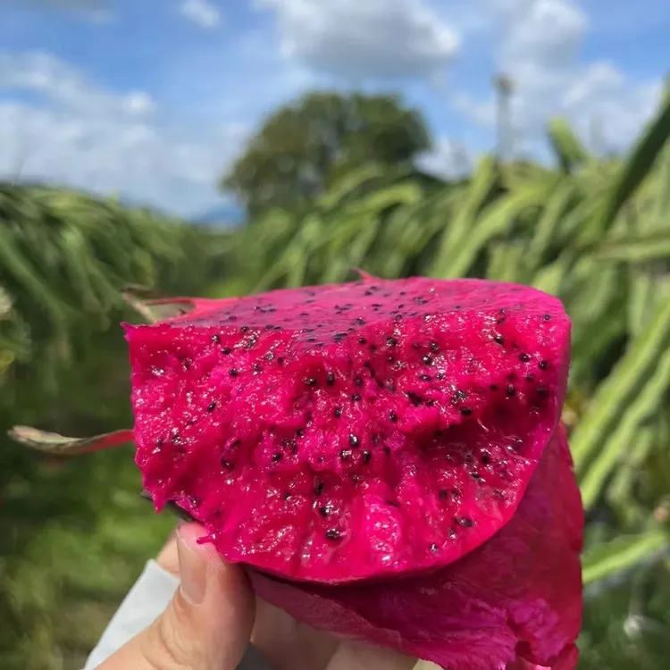 【现摘现发】红心火龙果现摘新鲜当季皮薄肉厚多汁清甜爽口产地直发