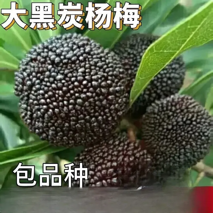 大黑炭杨梅苗带土南北方庭院地栽特大果树苗阳台盆栽嫁接网红植物