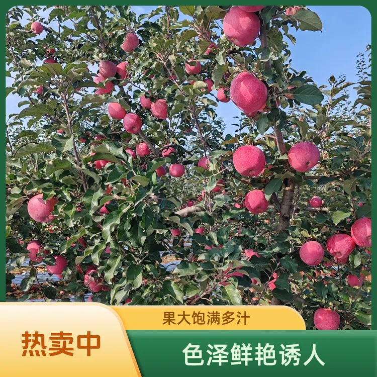 乾坤湾乡红富士苹果新鲜脆甜多汁冰糖心应季水果