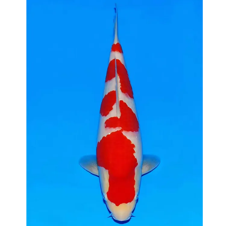 纯种锦鲤活体冷水观赏鱼好养耐活淡水锦鲤观赏鱼招财鱼鱼观赏鱼