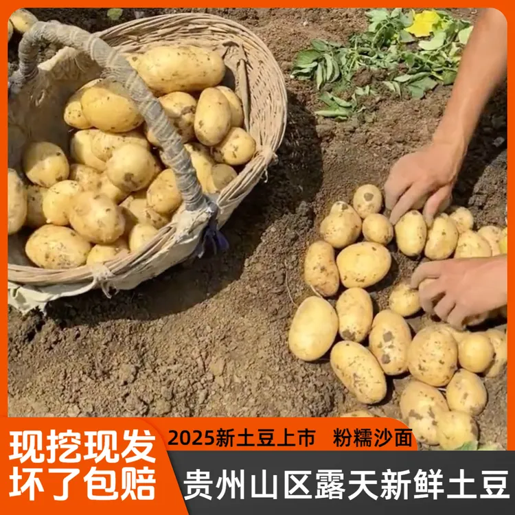贵州农家特产高山黄皮黄心土豆大个软糯当季新鲜蔬菜露天种植洋芋