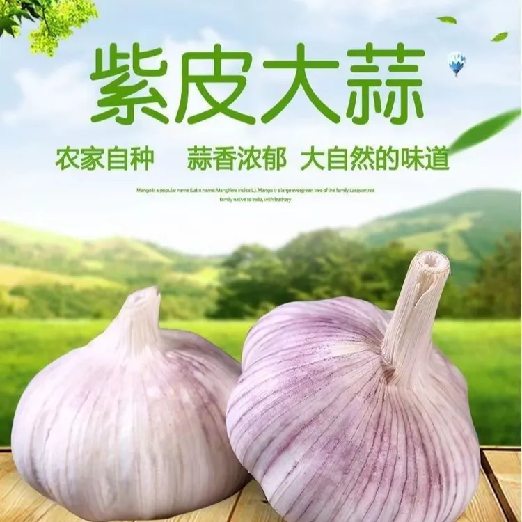正宗山东金乡紫白皮干蒜农家特产可吃可种辛辣提香大蒜