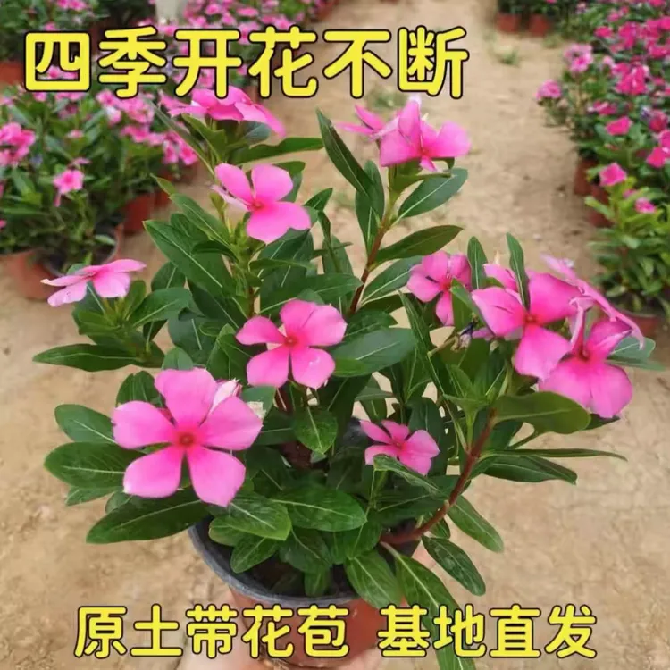 【开棚特惠】天天开盆栽四季观花长春花五叶梅带花苞发货窗台庭院