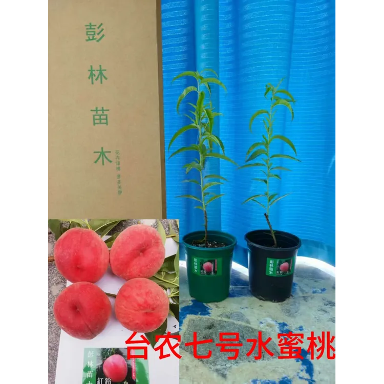 彭林苗木果树苗品类大全可盆栽~地栽种植