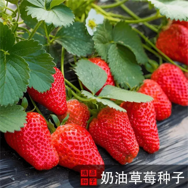 丹东99草莓种子四季盆栽食用奶油草莓种籽南北方种植当年开花结果