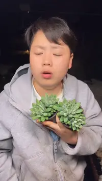 双头陨石带盆土2颗3.99