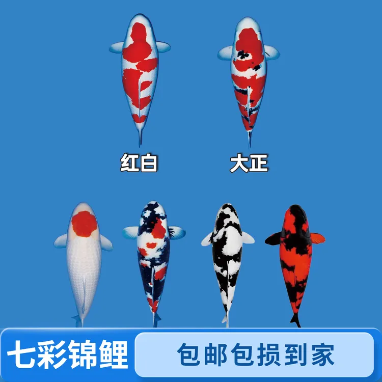 纯种锦鲤日本丹顶红白大正三色德系龙冷水鱼金鱼观赏鱼好养耐活