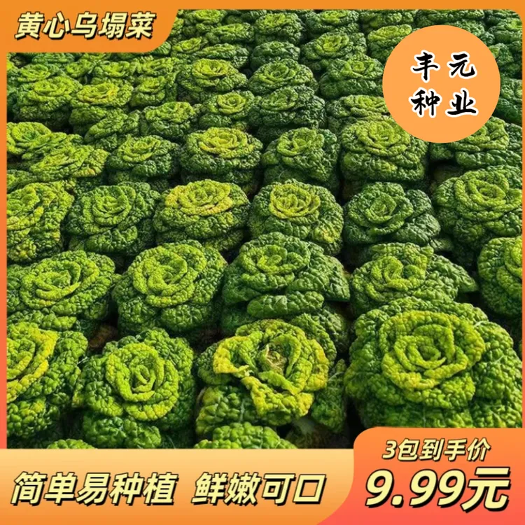 黄心乌菜黄心菜新鲜乌塌菜四季白菜家庭阳台花盆小院种植绿色蔬菜