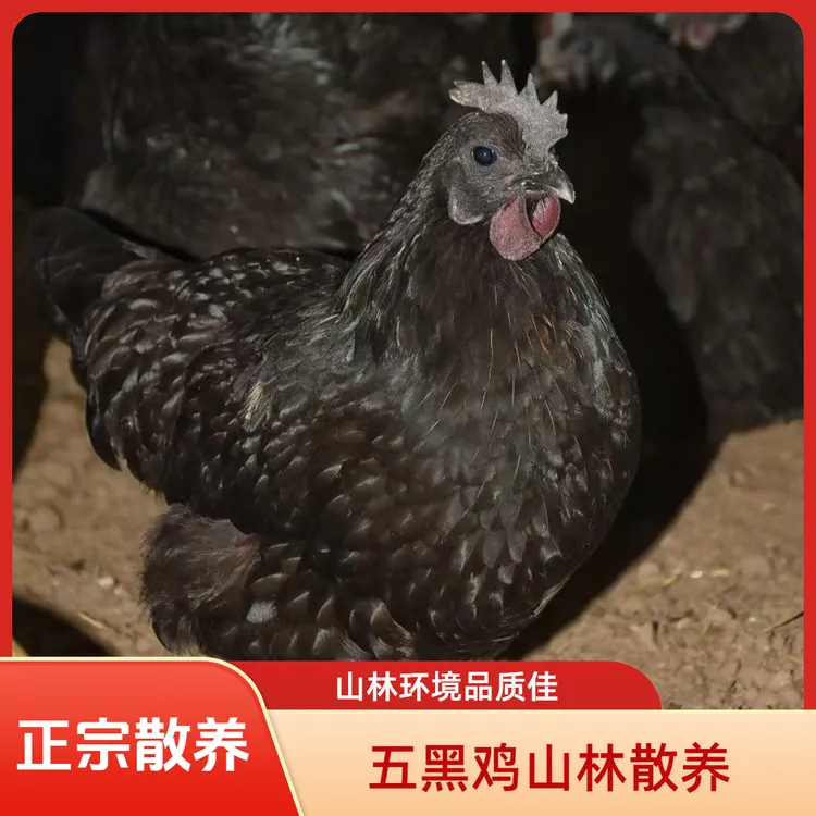 【正宗】五黑鸡山林散养乌骨肉质孕妇月子营养乌鸡散养土鸡现杀现发