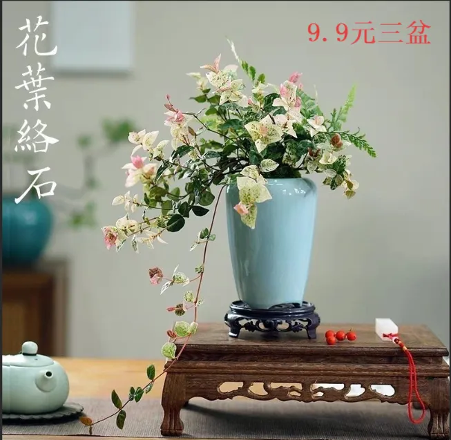 花叶络石盆栽室内外可造景四季五彩好养活观叶植物