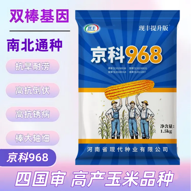 京科968双胞胎国审高产玉米种南方北方通种杆抗倒抗病细轴硬质粒