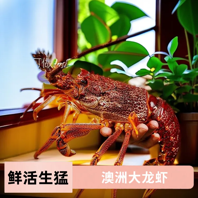 【顺丰空运】鲜活澳洲大龙虾2-9斤/只生猛海鲜鲜活发货包活到家