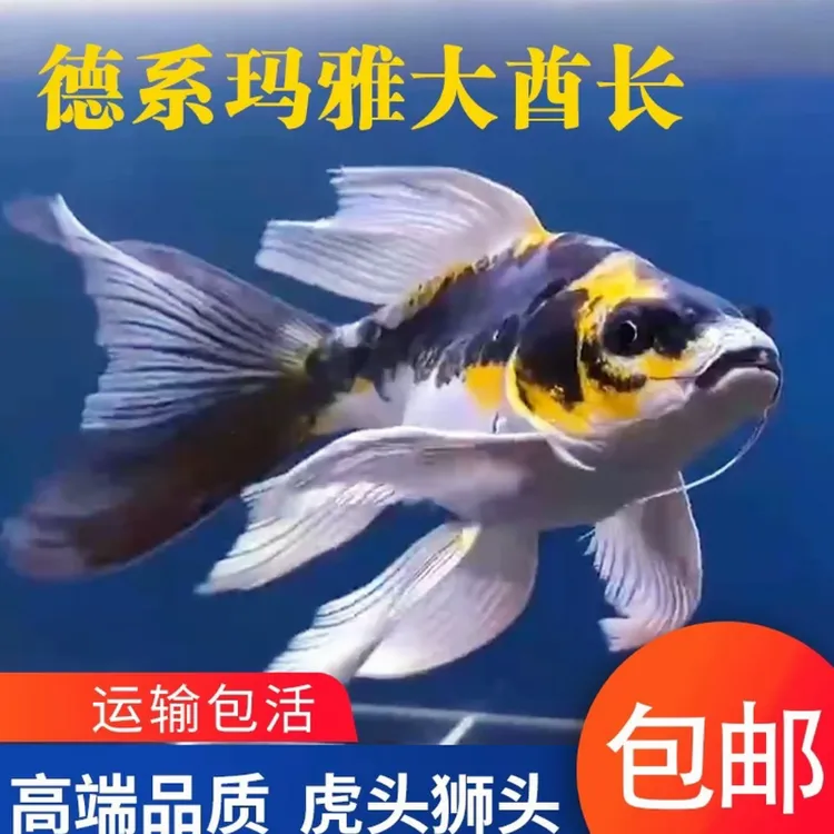 德系玛雅大酋长新款锦鲤大尾巴包活普身龙凤锦鲤长短尾锦鲤