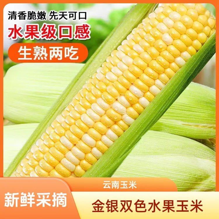 云南新鲜金银双色水果玉米产地现摘现发口感清甜颗粒饱满