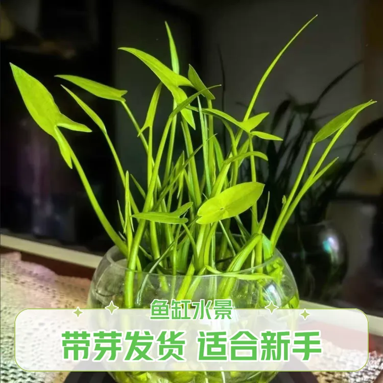 慈菇种苗鱼缸造景水族水草净化水质室内阳台观赏花苞可食用