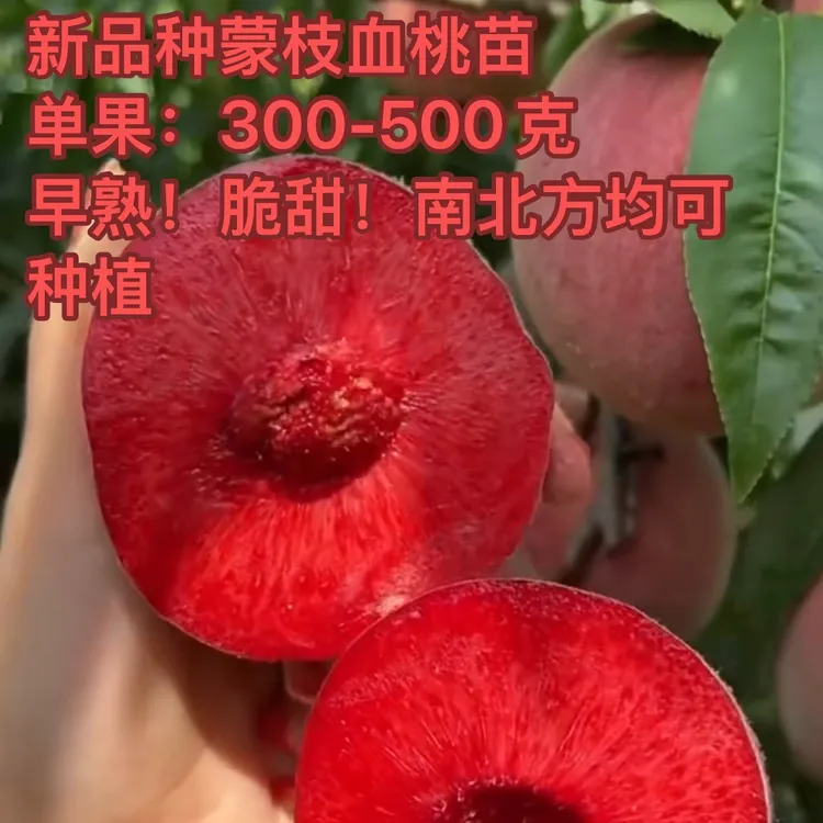 嫁接桃树苗血桃黄桃冬桃油桃水蜜桃树苗盆地栽南北方种植耐寒易活