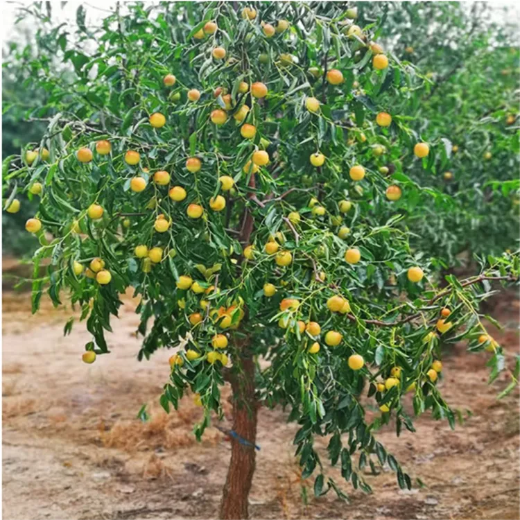 枣树活苗大枣超甜蟠枣树果苗南北方种植庭院冰糖枣树苗带土球盆栽