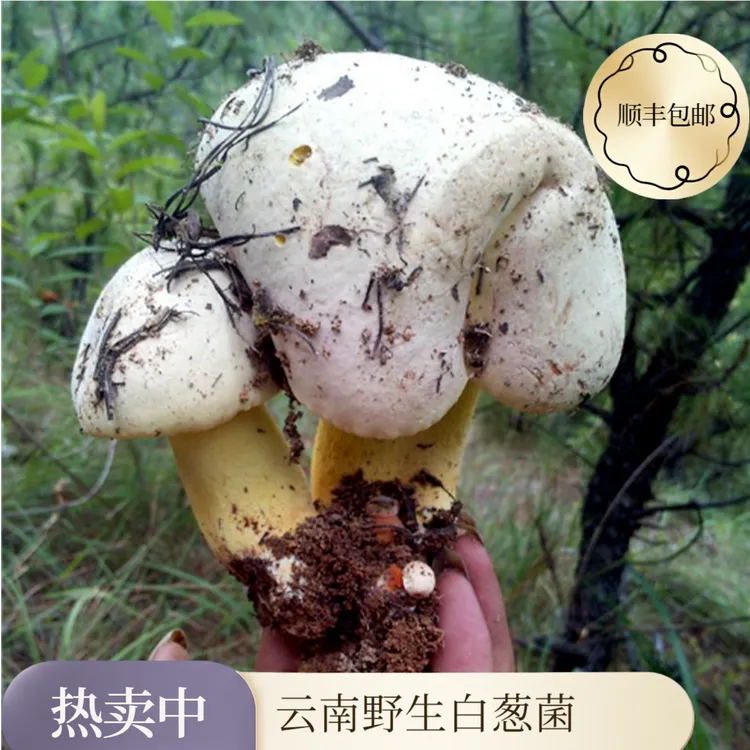 云南新鲜野生白葱菌食用菌顺丰冷链包邮