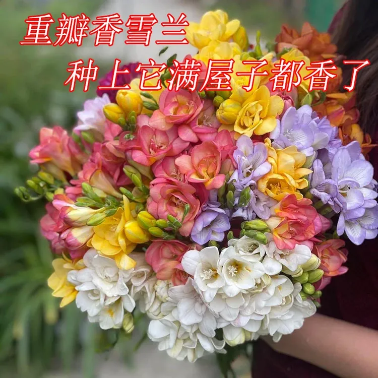 香雪兰种球秋冬种植盆栽地栽花卉种球