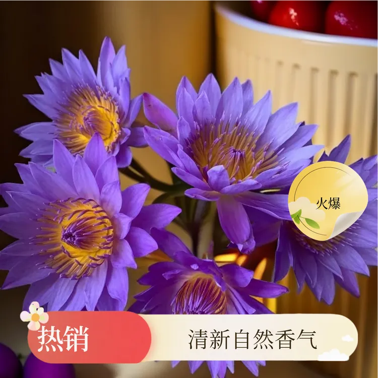 带花苞【10支紫色】睡莲鲜花广州基地水养莲花室内插花绿植水培水养