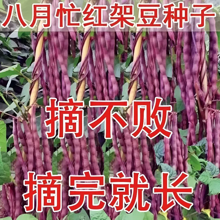 【八月忙冻死鬼豆角种子】家庭阳台小院盆栽地栽四季种植