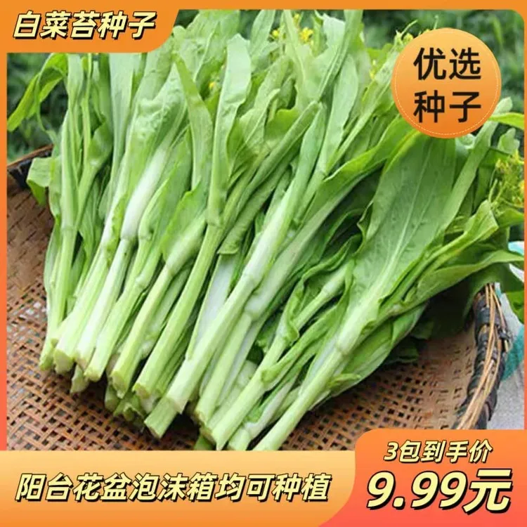 白菜苔种子阳台花盆种植侧芽多味甜软白菜心蔬菜种子早熟甜脆多芽