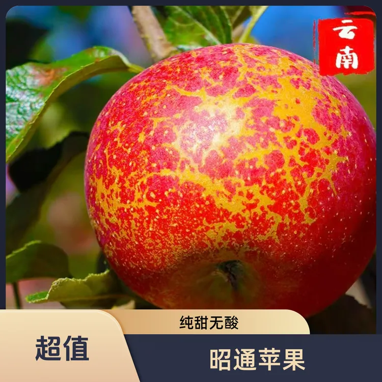云南昭通糖心丑苹果红富士新鲜现摘脆甜多汁应季水果8斤包邮