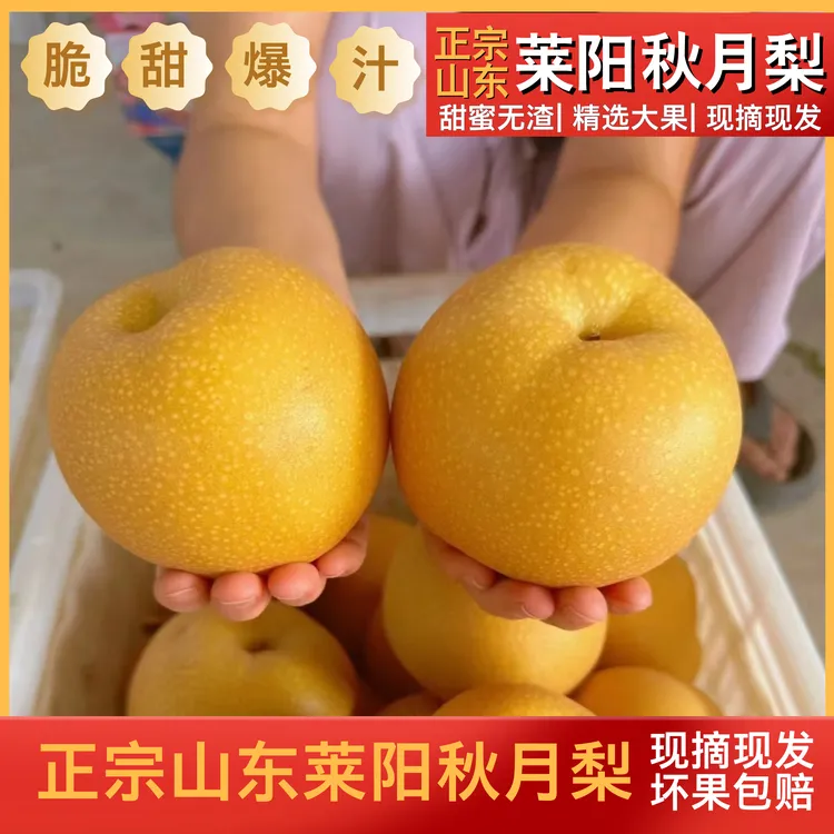 正宗山东莱阳秋月梨新鲜水果纯正秋月梨应季新鲜正宗山东秋月梨