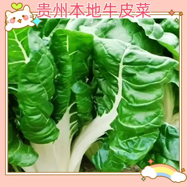 （顺丰包邮）牛皮菜   厚皮菜    大叶蔬菜    高山农家种植