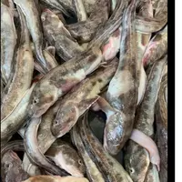 大连发货   鲶鱼4斤起（顺丰包邮）