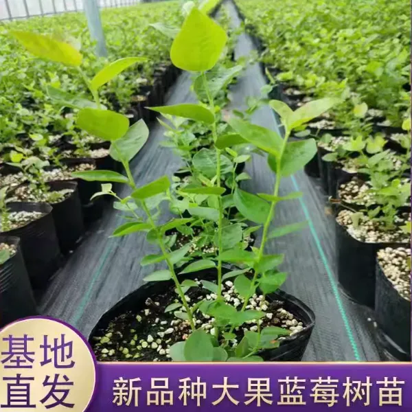 奥尼尔蓝莓苗薄雾蓝莓苗基地直发营养杯苗【2年苗2颗】南方北方种植