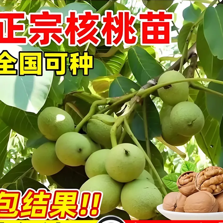 嫁接新疆核桃树苗地栽特大纸皮核桃树苗南北方种植果树苗当年结果