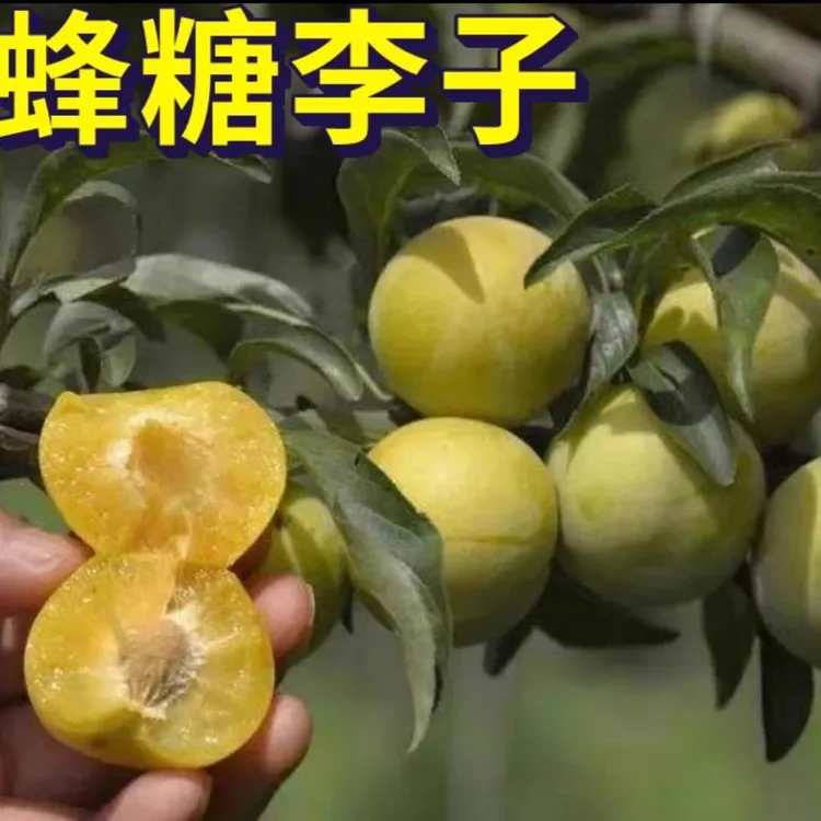 蜂糖李苗 李子树苗 多种规格 品种对版 基地直发易种植六马蜂糖