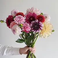 【随机色大丽花AK】随机色大丽花1把 | 满两单升级快递