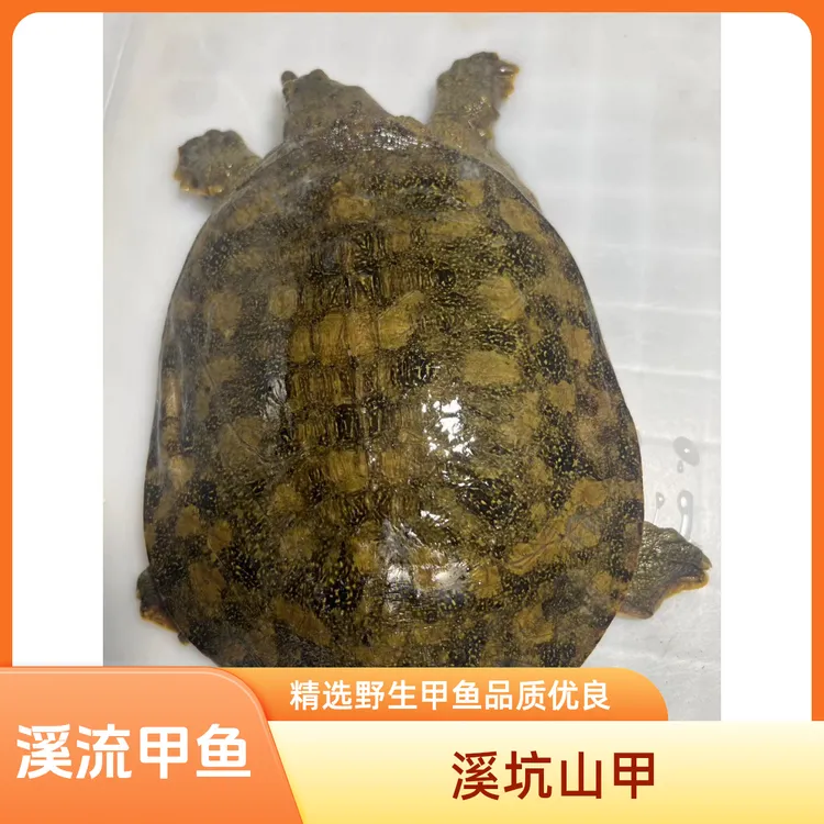 直播间改价精选野生甲鱼