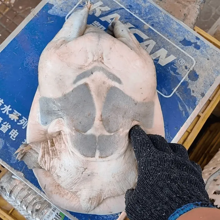 【直播挑鱼】江西老甲鱼水鱼老团鱼包活弹牙爽口久煮不烂老甲鱼9年