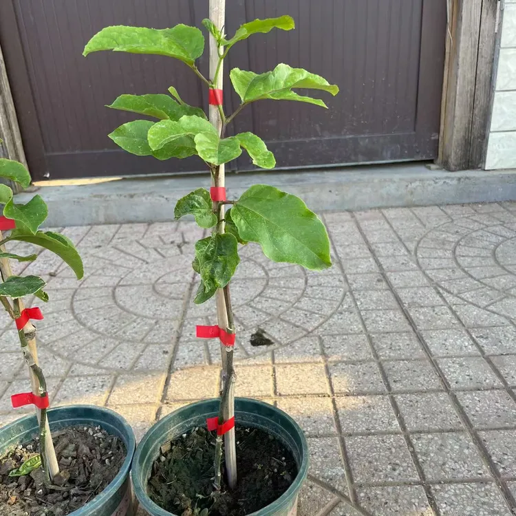 百香果苗钦蜜九号爬藤垂吊绿植四季常绿可盆栽地栽适用于阳台庭院