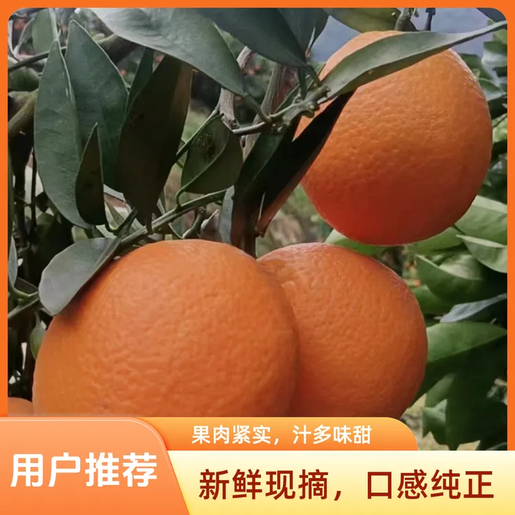 【自然天成】奉节脐橙橙子现摘现发水果纽荷尔新鲜柑橘福本广柑