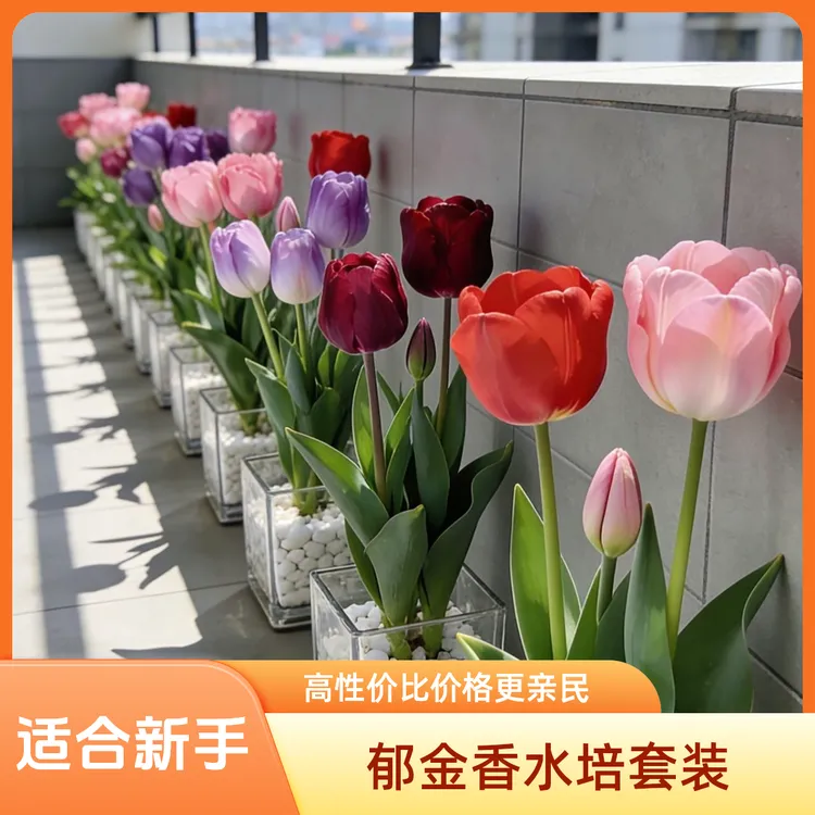 【郁金香水培套装】耐寒易活郁金香种球水培土培室内外庭院阳台种植商品图