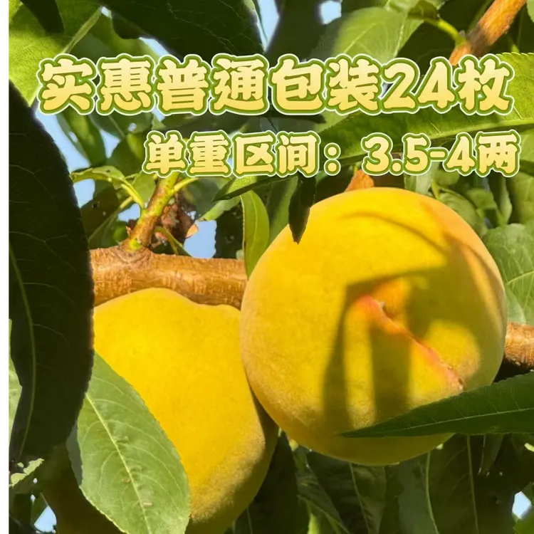普装顺风24枚10斤大果湖北三湖锦绣黄桃现摘现发顺丰包邮