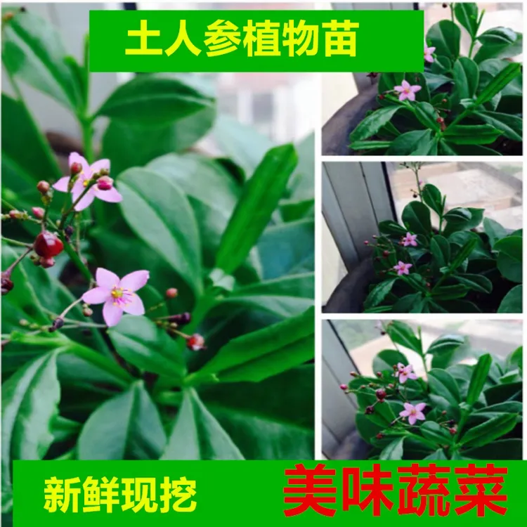 土人参苗种子人参菜苗土高丽洋福参栌兰种子阳台庭院植物盆栽新鲜