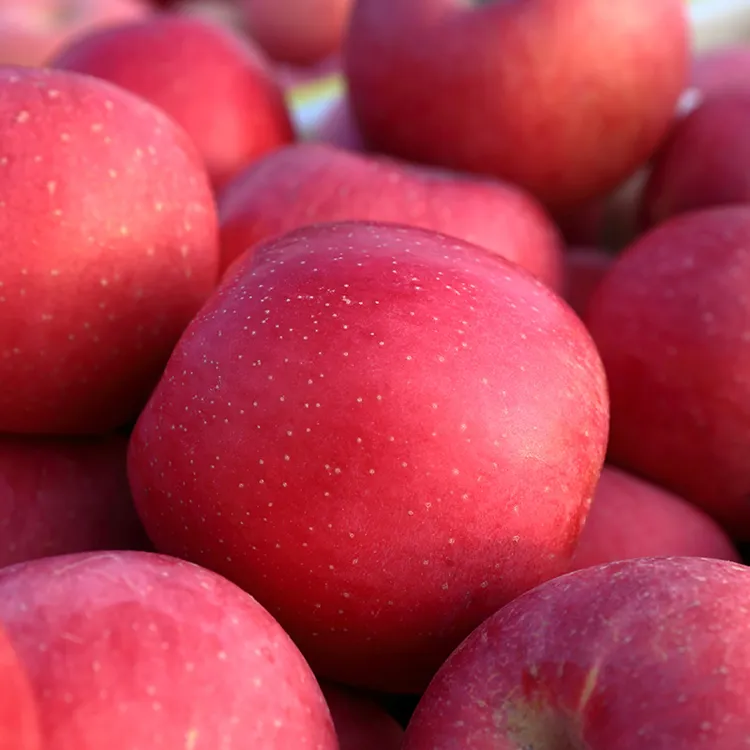 脆甜富士苹果12枚礼盒装