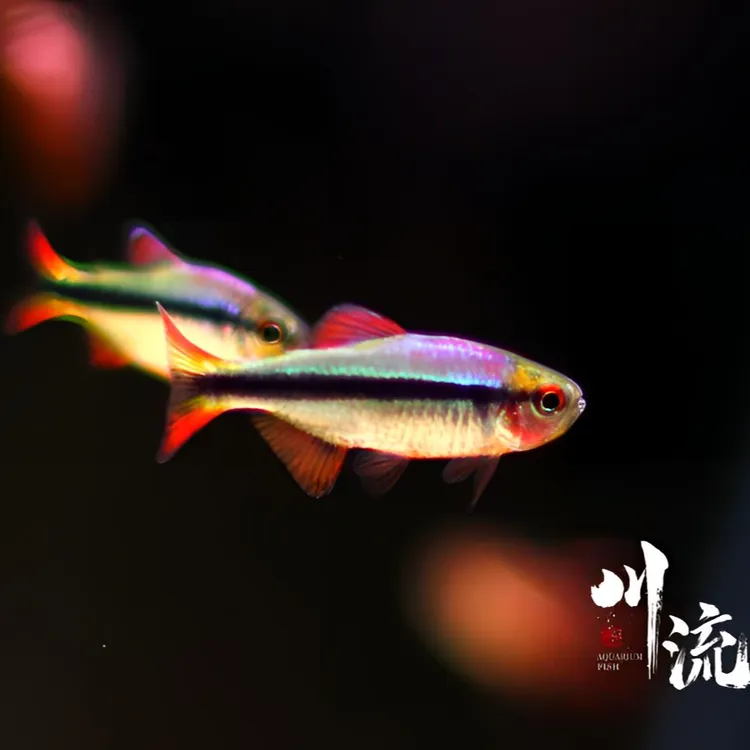 【川流AquariumFish】魔鬼类合集小型热带观赏鱼/已定水检疫