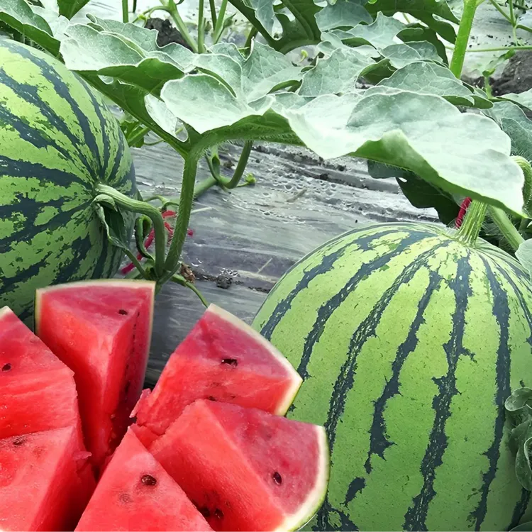 麒麟西瓜秧苗美都西瓜秧 8424苗皮薄超甜新品春季有机四季瓜