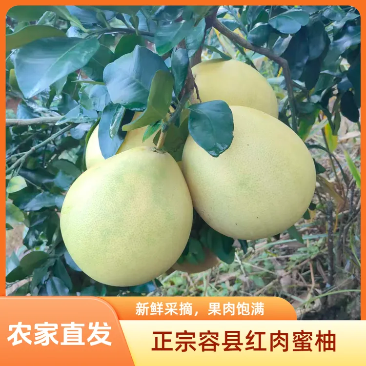 正宗广西容县红肉蜜柚产地直发多汁甜酸可口薄皮红心柚子现摘现发