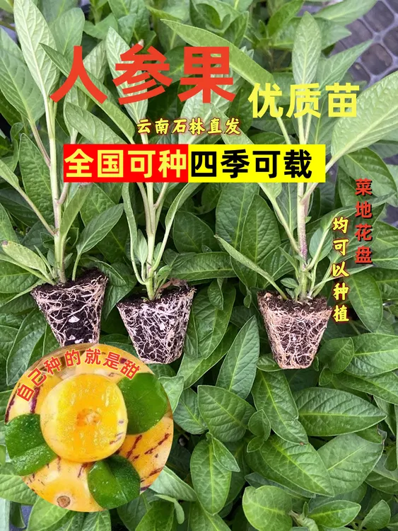 云南人参果树苗石林高产早熟当年熟苗多汁人参树云南人参果苗果苗