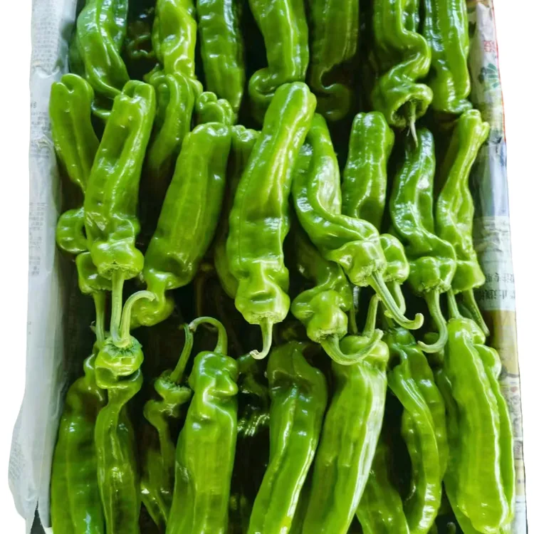 微辣新鲜薄皮辣椒青辣椒青椒基地生鲜江湖种植辣椒炒鸡蛋青椒炒肉